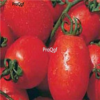19usd ngryise 8000pcs UC 134 Tomato seed