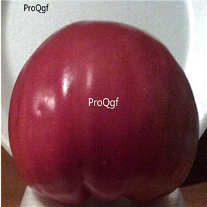 19usd ngryise 8000pcs Pusta Kolox Giant Hungarian Tomato seed