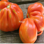 19usd ngryise 8000pcs beefsteak Italian tomato seed