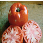 19usd ngryise 8000pcs Valley Girl F1 Hybrid Tomato  seed