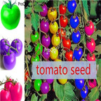 19usd ngryise 8000pcs Colorful Tomato seed