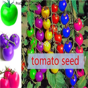 19usd ngryise 8000pcs Colorful Tomato seed
