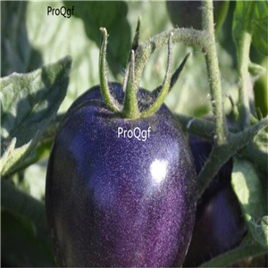 19usd ngryise 8000pcs Indigo Rose Black Tomato seed