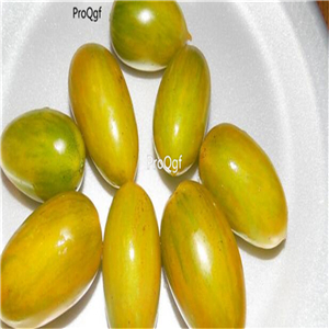 19usd ngryise 8000pcs Green Tiger Tomato  seed