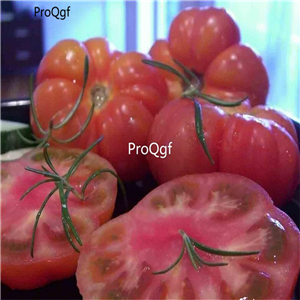 19usd ngryise 8000pcs MARMANDE BEEFSTEAK TOMATO seed