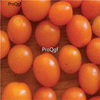 19usd ngryise 8000pcs Orange Sunshine Hybrid F1 Tomato seed