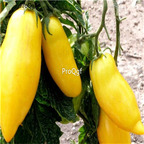 19usd Ngryise 8000Pcs A Set  banana shape tomato seed