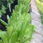 19usd Ngryise 8000Pcs A Set  PARRIS ISLAND ROMAINE lettuce seed