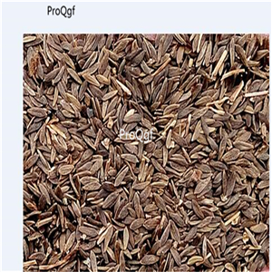 19usd Ngryise 8000Pcs A Set  PARRIS ISLAND ROMAINE lettuce seed