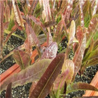 19usd ngryise 8000pcs Red Leaf Salad Vegetable Lactuca Sativa lettuce seed