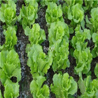 19usd Ngryise 8000Pcs A Set  Green Salad Vegetables Lettuce seed