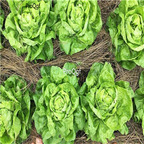 19usd Ngryise 8000Pcs A Set   Landis Winter Lettuce seed