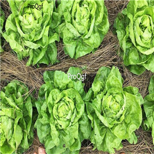 19usd Ngryise 8000Pcs A Set   Landis Winter Lettuce seed