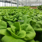 19usd ngryise 8000pcs WHITE BOSTON LETTUCE 12" Green Butterhead Lactuca Sativa  seed