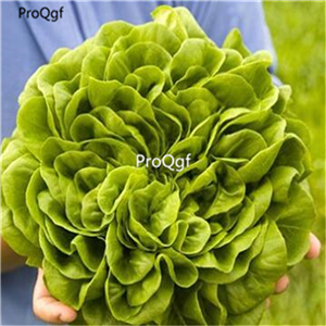 19usd Ngryise 8000Pcs A Set Italian Lettuce seed
