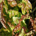 19usd Ngryise 8000Pcs A Set  Bronze Mignonette Lettuce seed