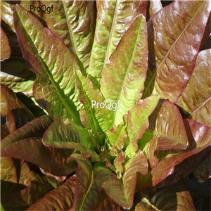 19usd ngryise 8000pcs NON GMO Devil's Ear Lettuce seed