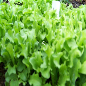 19usd Ngryise 8000Pcs A Set  BLACK SIMPSON lettuce seed