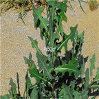 19usd ngryise 8000pcs Wild Lettuce lactuca virosa seed