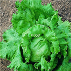 19usd ngryise 8000pcs Iceberg Crisphead lettuce seed