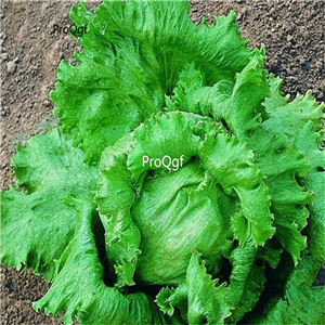19usd ngryise 8000pcs Iceberg Crisphead lettuce seed