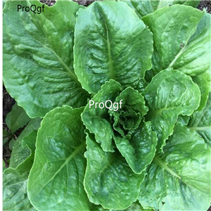 19usd ngryise 8000pcs Parris Island Cos Romaine Lettuce  seed