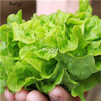 19usd Ngryise 8000Pcs A Set Miniature lettuce seed