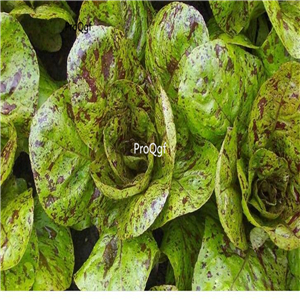 19usd ngryise 8000pcs Freckles Romaine Lettuce  seed
