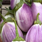 19usd Ngryise 6000Pcs A Set Bianca Sfumata Di Rosa Eggplant seed