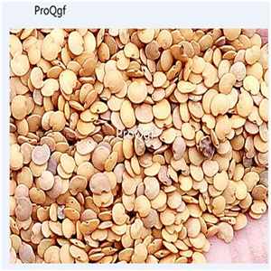 19usd Ngryise 6000Pcs A Set Bianca Sfumata Di Rosa Eggplant seed
