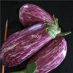 19usd Ngryise 6000Pcs A Set  Listada di Gandia Eggplant  seed
