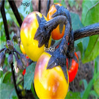 19usd Ngryise 6000Pcs A Set NON GMO gold Stem Eggplant seed