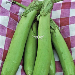 19usd Ngryise 6000Pcs A Set HARABEGAN EGGPLANT  seed