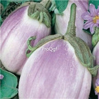 19usd Ngryise 6000Pcs A Set Rotunda Romanesca Italian Eggplant  seed