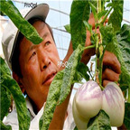 19usd Ngryise 6000Pcs A Set Melon Eggplant Solanum Muricatum seed
