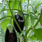 19usd Ngryise 6000Pcs A Set USA BLACK BEAUTY EGGPLANT  seed
