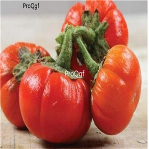 19usd Ngryise 6000Pcs A Set Kumba Eggplant seed