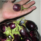 19usd Ngryise 6000Pcs A Set Ratna mini Eggplant seed