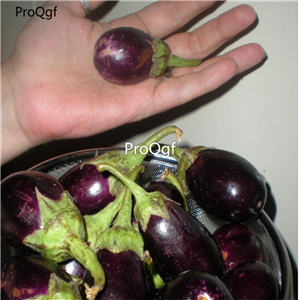 19usd Ngryise 6000Pcs A Set Ratna mini Eggplant seed