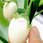 19usd Ngryise 6000Pcs A Set White Round egg Eggplant seed