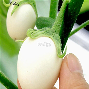 19usd Ngryise 6000Pcs A Set White Round egg Eggplant seed