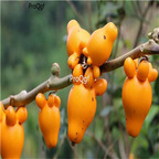 19usd ngryise 6000pcs Nipple Fruit Eggplant Solanum mammosum seed