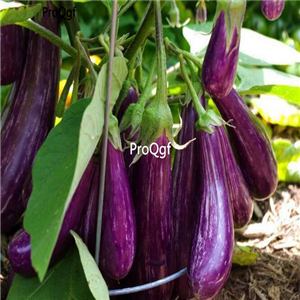 19usd ngryise 6000pcs Long Purple Italian Eggplant  seed