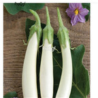 19usd Ngryise 6000Pcs A Set white long Eggplant seed