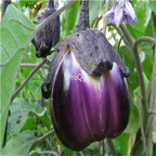 19usd ngryise 6000pcs Violetta Di Firenze eggplant seed