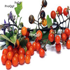 19usd Ngryise 6000Pcs A Set Korean Red Eggplant  seed