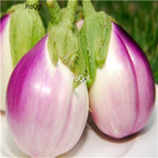 19usd ngryise 6000pcs Rosa Bianca italian eggplant seed