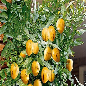 19usd Ngryise 6000Pcs A Set melon yellow Eggplant seed