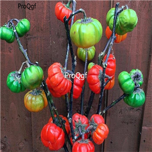 19usd Ngryise 6000Pcs A Set mini pumpkin shape eggplant seed