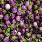 19usd ngryise 6000pcs Rare Thai Purple Mini Round Eggplant seed